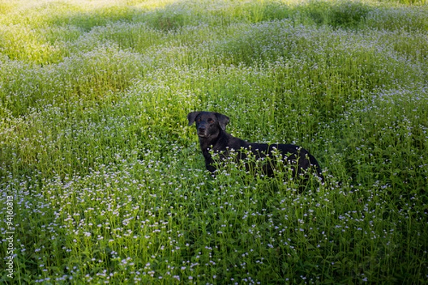 Obraz labrador walking in the park