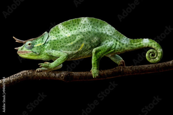 Obraz Usambara three-horned chameleon (Trioceros deremensis) male