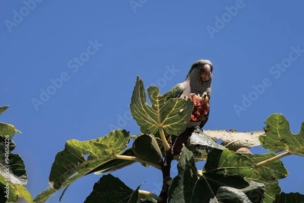 Fototapeta Monk parakeet enjoys the taste of ripe figs.