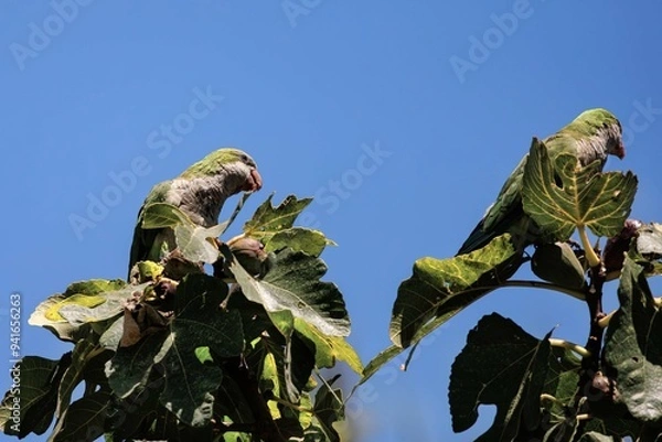 Fototapeta Monk parakeet enjoys the taste of ripe figs.