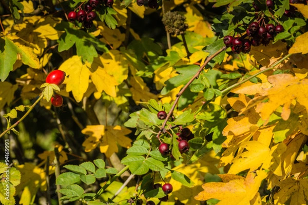 Fototapeta Herbststimmung