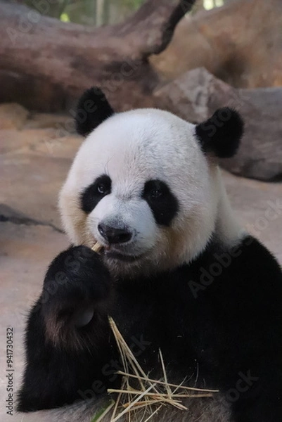 Obraz giant panda eating bamboo