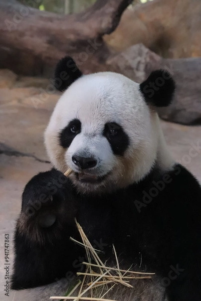 Obraz giant panda eating bamboo