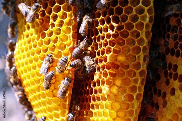 Obraz rayons de miel