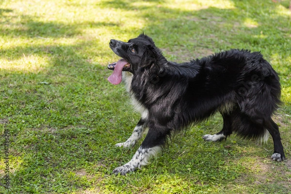 Fototapeta Close-up portrait black dog with a tongue hanging out of his mouth. Thirst pet and heat summer concept