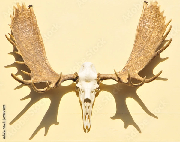 Obraz Mounted Moose Skull & Antlers