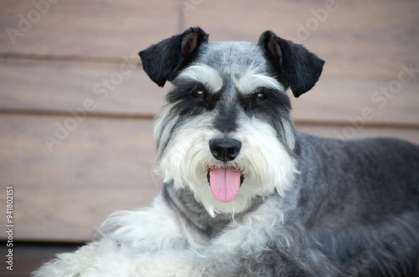 Obraz Schnauzer dog