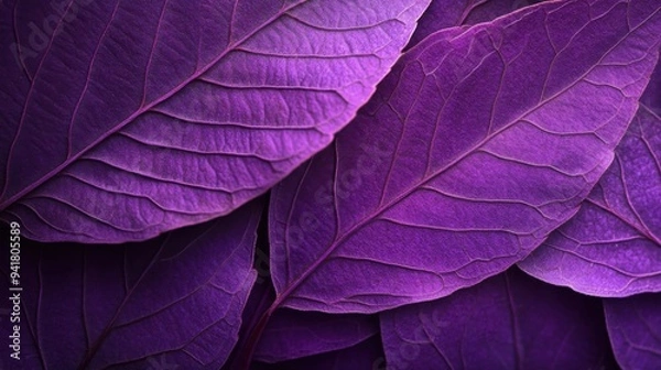 Fototapeta Close-up of purple leaves with a textured background, featuring high-resolution photography. The image is incredibly detailed and intricate with fine details
