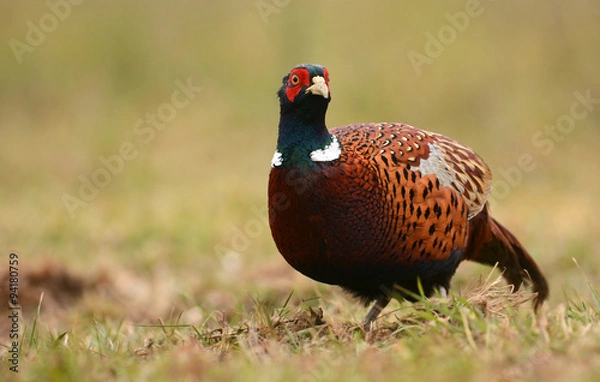 Fototapeta Ringneck Pheasant (Phasianus colchicus)