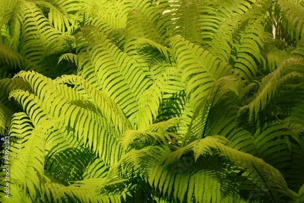 Fototapeta A fern in the garden