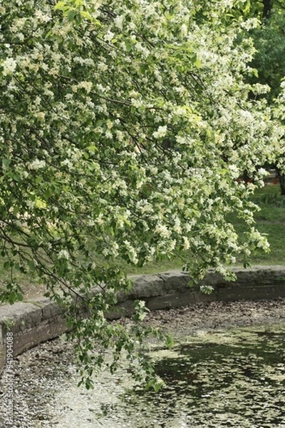 Fototapeta View of the lake and the tree