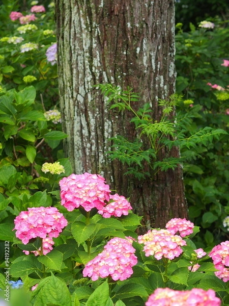 Fototapeta 紫陽花と幹