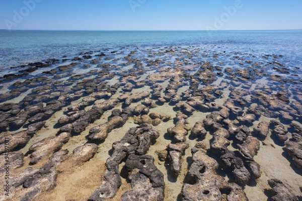 Obraz Stromatolites