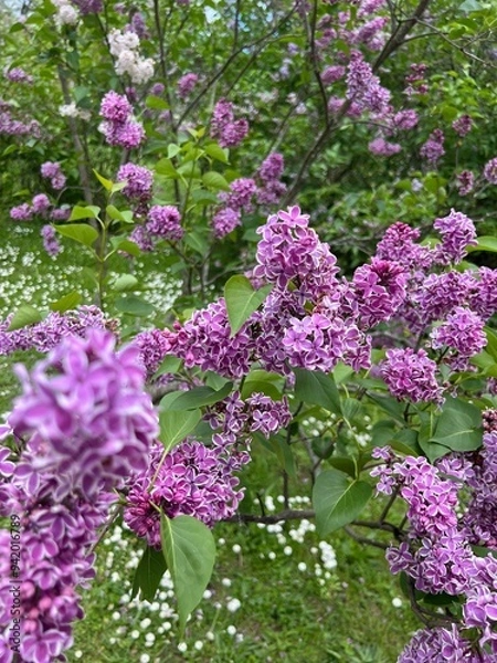 Obraz Lilacs