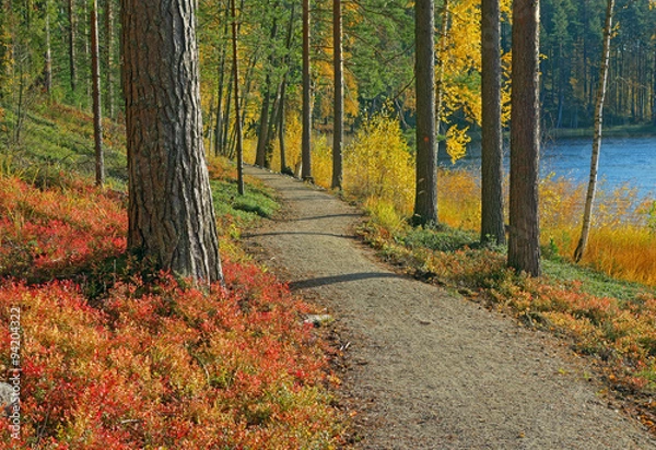Obraz path in the finnish taiga