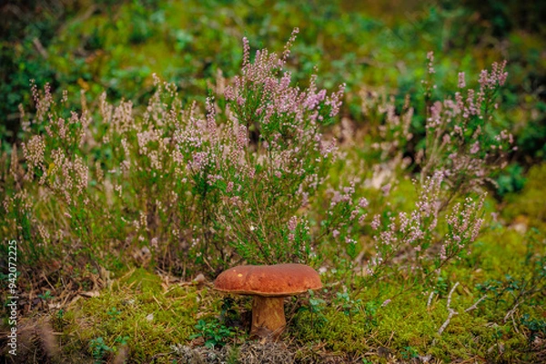 Obraz mushrooms and a wild forest environment