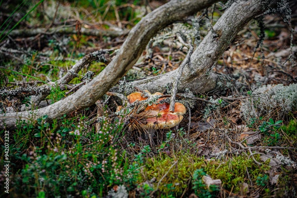 Obraz mushrooms and a wild forest environment
