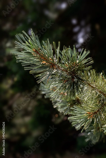 Fototapeta Closeup of a branch of a Limber Pine tree (Pinus flexilis 'Firmament') in a garden in summer against a dark background