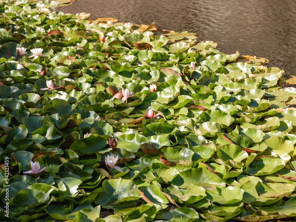 Fototapeta Seerosen (Nymphaea) im Sonnenlicht auf einem künstlichen See