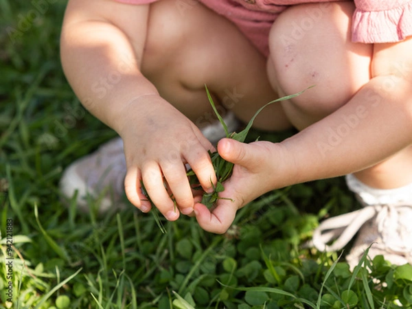 Fototapeta Kind spielt im Gras - Nahaufnahme Hände