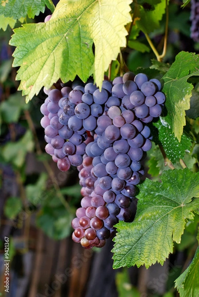 Obraz Red Grape