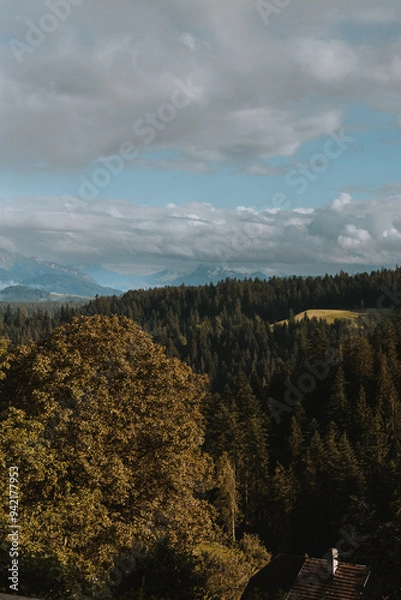 Obraz See through the fog