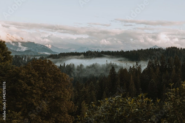 Obraz See through the fog