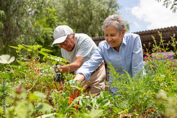 Obraz A man and a woman are working in a garden. The man is wearing a cap and the woman is wearing a blue shirt. They are both smiling and seem to be enjoying their time together