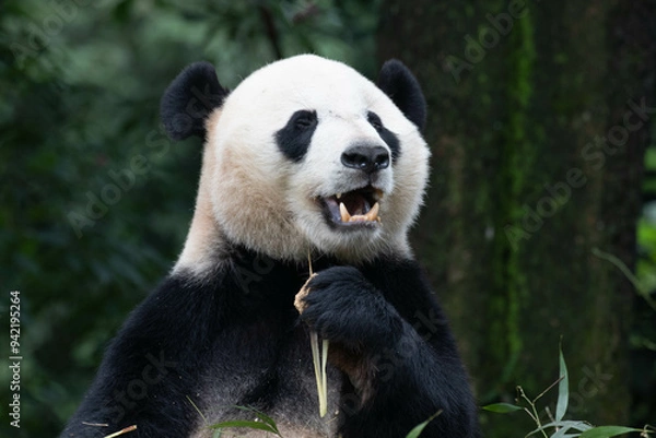 Fototapeta Panda returned from USA, Bei Bei