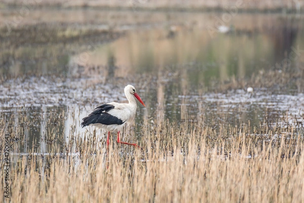 Fototapeta White stork (Ciconia ciconia) a large wading bird with black and white plumage, the animal walks on a muddy pond and looks for food among the reeds.