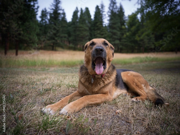 Fototapeta Dog portrait