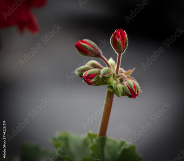 Fototapeta Flowering geranium