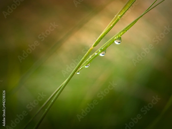Fototapeta Raindrops August