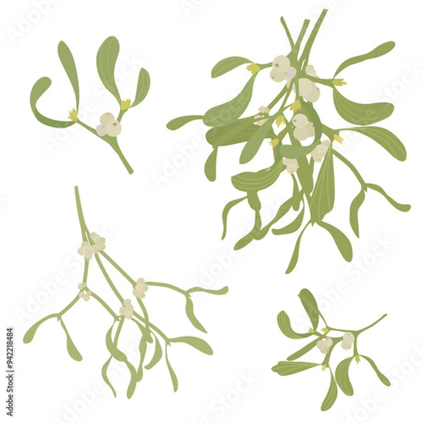 Fototapeta Set of mistletoe sprigs on a white background. Vector illustration