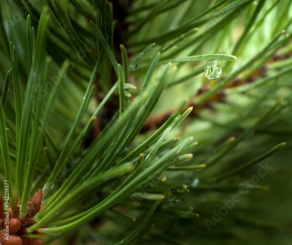 Fototapeta Tree pine rain drop nature dew 