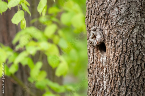 Fototapeta A bird hole in a tree trunk, a natural shelter for birds in the park.