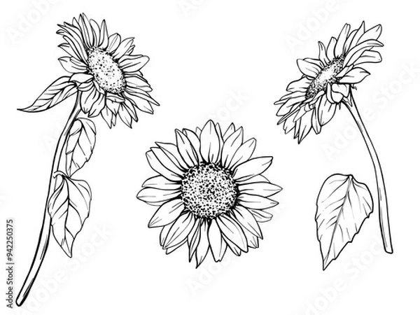 Obraz Sunflower vector set. Flower graphic illustration. Plant drawing in line art style. flower sketch painted by black inks. Graphics hand drawn outline element