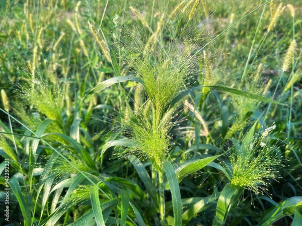 Fototapeta green grass flowers, meadows background 