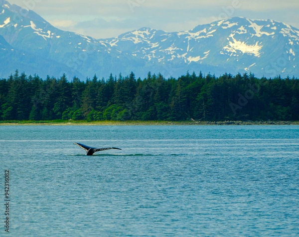 Obraz Whale Watching Near Juneau Alaska