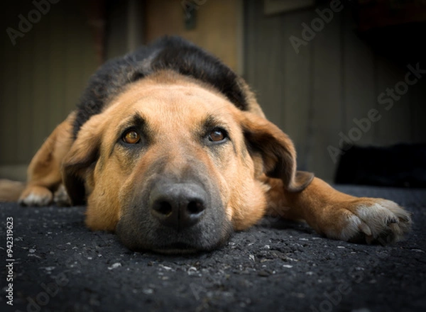 Fototapeta Dog portrait 