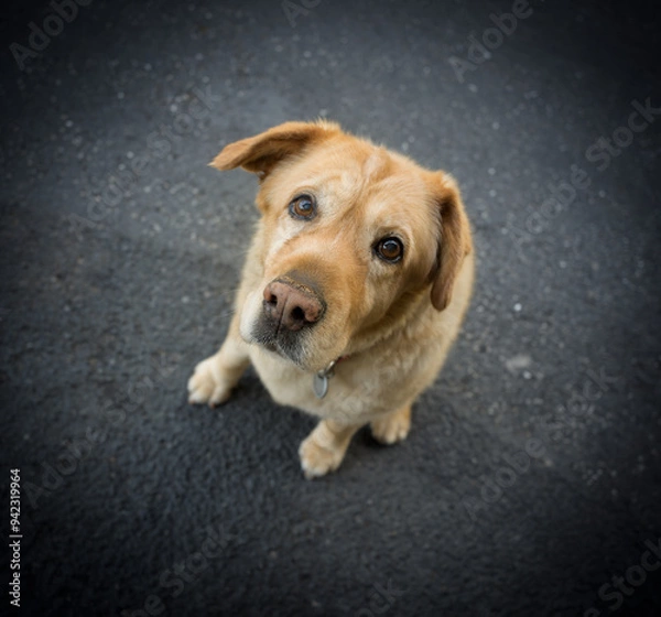 Fototapeta Dog portrait 