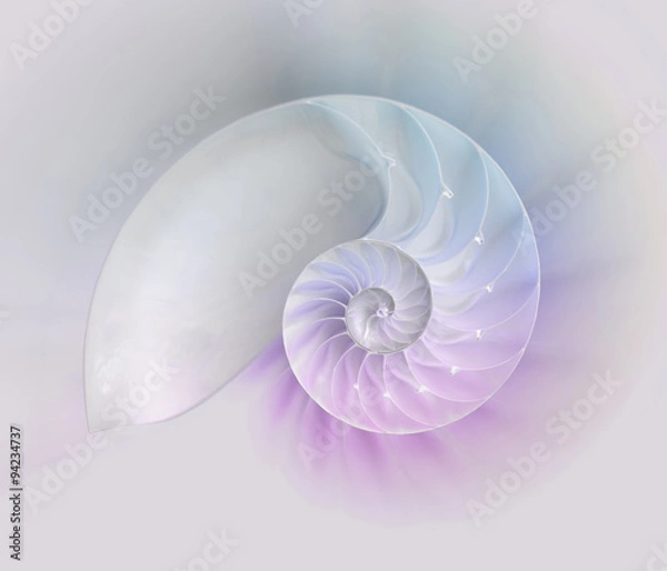 Obraz Nautilus shell cut