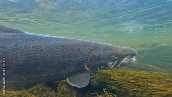 Fototapeta Large size spawning color Baltic Sea salmon swimming and resting in Lainio river on early August morning in Swedish Lapland during annual salmon migration with aquatic vegetation visible.