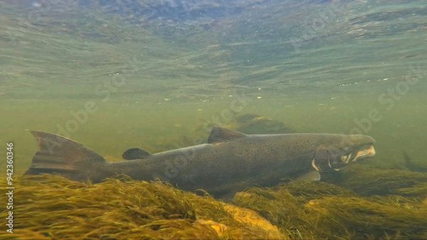 Fototapeta Large size spawning color Baltic Sea salmon swimming and resting in Lainio river on early August morning in Swedish Lapland during annual salmon migration with aquatic vegetation visible.