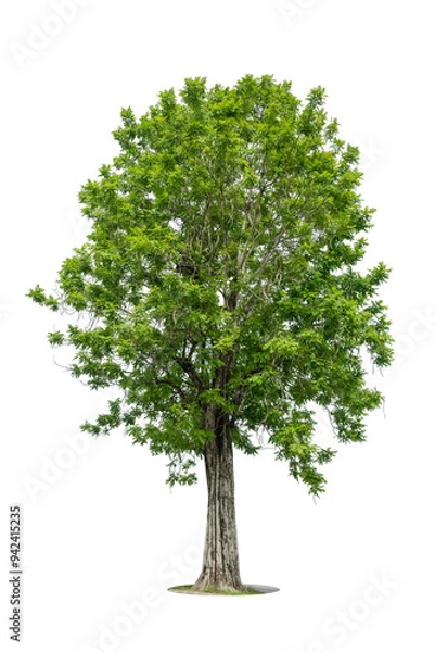 Fototapeta Trees isolated on white background, tropical trees isolated used for design, advertising and architecture