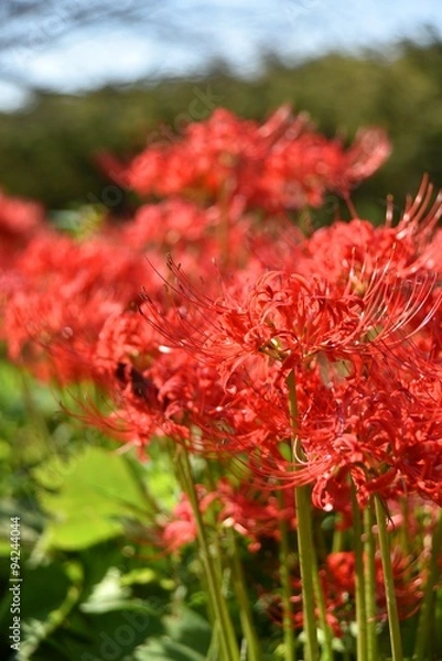 Fototapeta 光に照らされた曼珠沙華