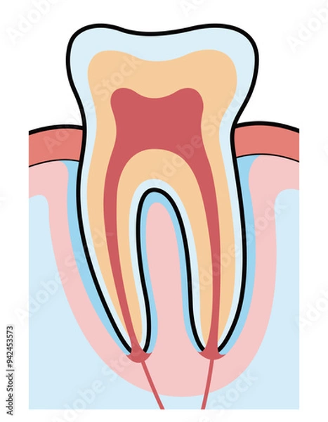 Fototapeta 歯　断面　図解