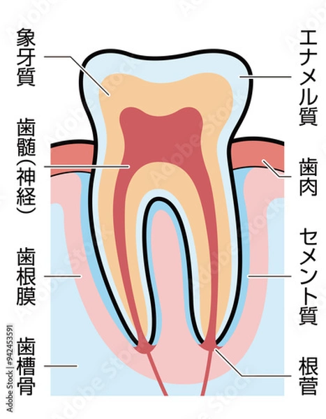 Fototapeta 歯　断面　図解　説明有