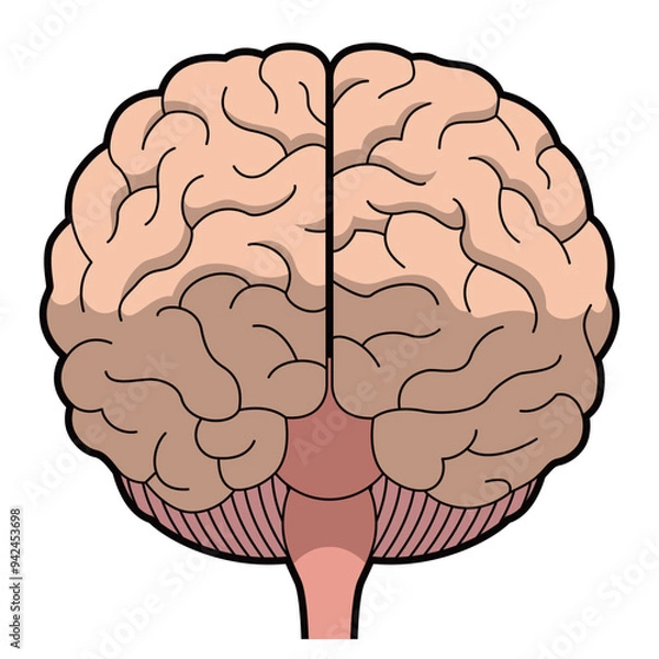 Fototapeta 脳　正面　イラスト