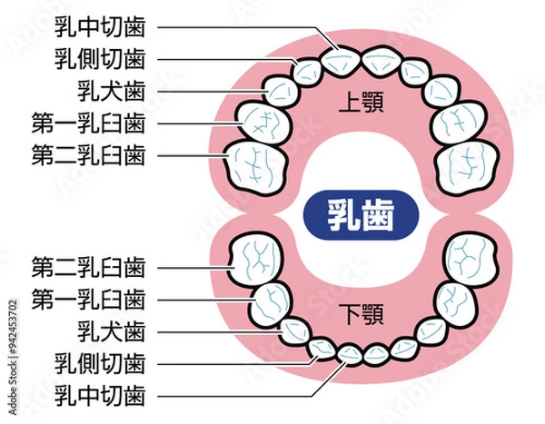 Fototapeta 乳歯　図解　説明有